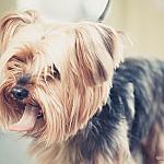 piesczoch-groomer-01