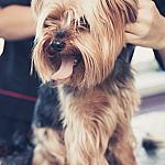 piesczoch-groomer-02
