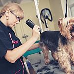 piesczoch-groomer-03