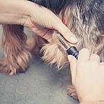 piesczoch-groomer-04
