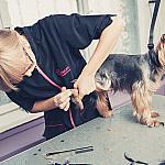 piesczoch-groomer-05