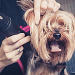 piesczoch-groomer-08