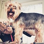 piesczoch-groomer-09