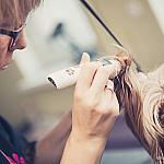 piesczoch-groomer-11