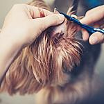 piesczoch-groomer-12