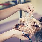 piesczoch-groomer-13