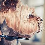 piesczoch-groomer-15