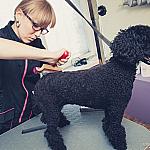 piesczoch-groomer-16