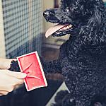 piesczoch-groomer-18