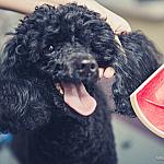 piesczoch-groomer-20