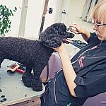 piesczoch-groomer-21