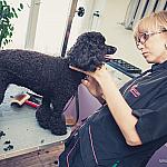 piesczoch-groomer-22