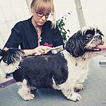 piesczoch-groomer-28
