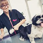 piesczoch-groomer-29