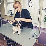 piesczoch-groomer-30