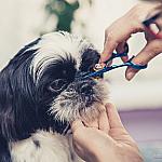 piesczoch-groomer-31