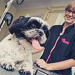 piesczoch-groomer-32