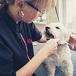 piesczoch-groomer-36