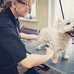 piesczoch-groomer-38