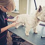 piesczoch-groomer-39