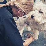 piesczoch-groomer-40