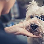 piesczoch-groomer-41