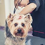 piesczoch-groomer-44