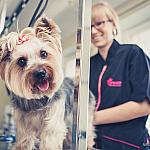 piesczoch-groomer-46