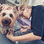 piesczoch-groomer-47