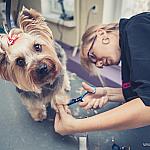 piesczoch-groomer-48
