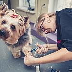 piesczoch-groomer-49
