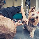 piesczoch-groomer-50