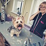 piesczoch-groomer-52