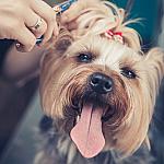 piesczoch-groomer-53