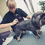 piesczoch-groomer-54