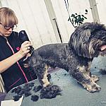 piesczoch-groomer-55