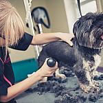 piesczoch-groomer-56