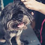 piesczoch-groomer-57
