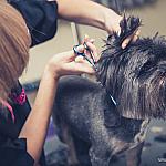 piesczoch-groomer-59
