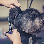 piesczoch-groomer-60