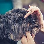 piesczoch-groomer-61