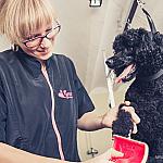 piesczoch-groomer-19
