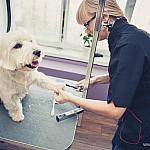 piesczoch-groomer-37