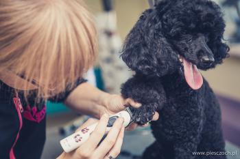 piesczoch-groomer-23