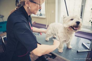 piesczoch-groomer-38