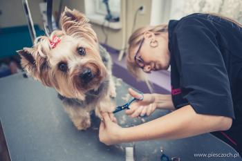 piesczoch-groomer-48