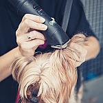 piesczoch-groomer-10