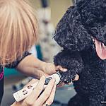 piesczoch-groomer-23